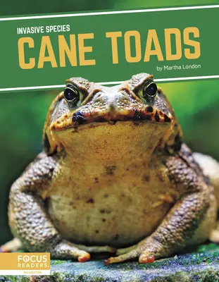 Ropuchy rákosní - Cane Toads