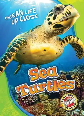 Mořské želvy - Sea Turtles