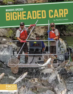 Kapr velkohlavý - Bigheaded Carp