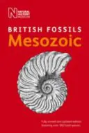 Britské druhohorní zkameněliny - British Mesozoic Fossils