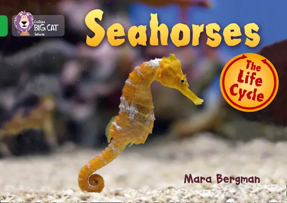 Mořští koníci - Seahorses