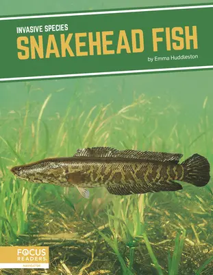 Hadohlavá ryba - Snakehead Fish