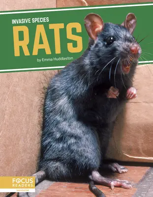 Krysy - Rats