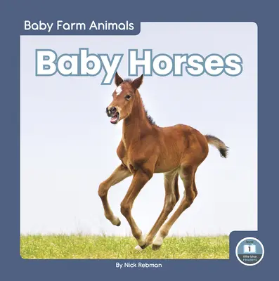 Mláďata koní - Baby Horses