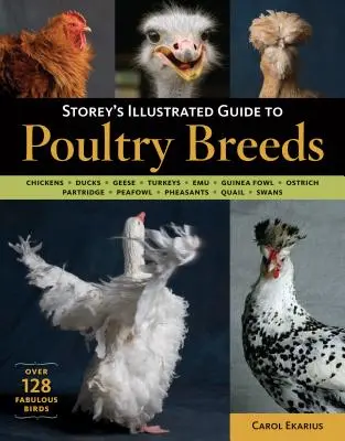 Storey's Illustrated Guide to Poultry Breeds (Ilustrovaný průvodce plemeny drůbeže): Slepice, kachny, husy, krůty, emu, perličky, pštrosi, koroptve, bažanti, křepelky, S - Storey's Illustrated Guide to Poultry Breeds: Chickens, Ducks, Geese, Turkeys, Emus, Guinea Fowl, Ostriches, Partridges, Peafowl, Pheasants, Quails, S