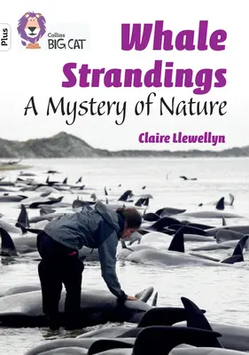 Uvíznutí velryb: Záhada přírody - Skupina 10+/Bílé plus - Whale Strandings: A Mystery of Nature - Band 10+/White Plus