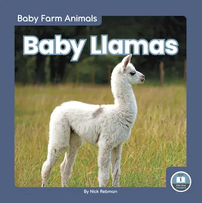 Mláďata lam - Baby Llamas