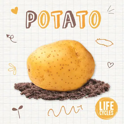 Brambory - Potato