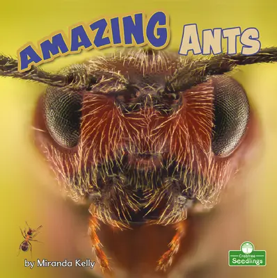 Úžasní mravenci - Amazing Ants