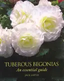 Hlíznaté begonie - základní průvodce - Tuberous Begonias - An Essential Guide