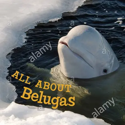 Vše o běluhách: Vydání v angličtině - All about Belugas: English Edition