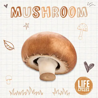 Houby - Mushroom