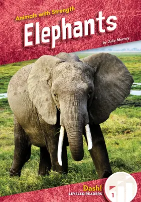 Sloni - Elephants