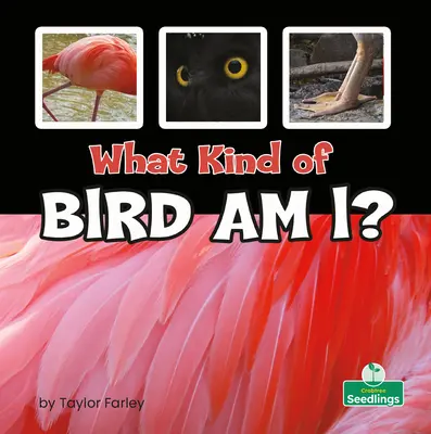 Jaký jsem pták? - What Kind of Bird Am I?