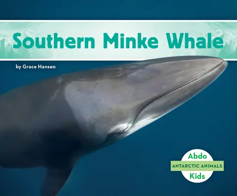 Velryba plejtvák jižní - Southern Minke Whale