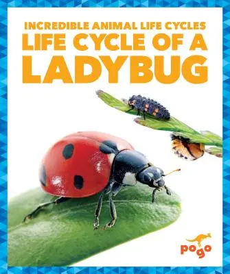 Životní cyklus berušky - Life Cycle of a Ladybug