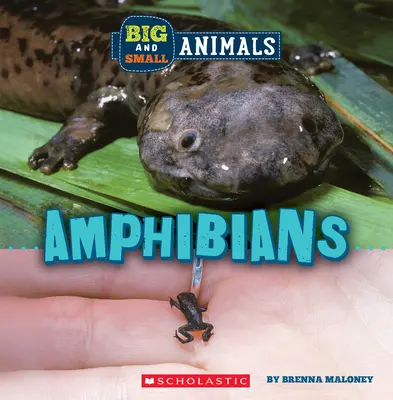 Obojživelníci (Divoký svět: Velcí a malí živočichové) - Amphibians (Wild World: Big and Small Animals)