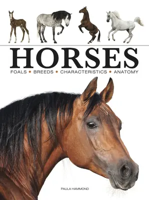 Koně - Horses