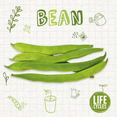 Fazole - Bean