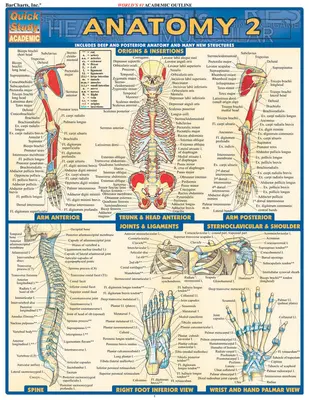 Anatomie 2 - referenční příručka - Anatomy 2 - Reference Guide