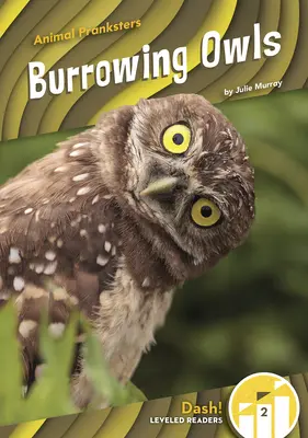 Sovy pálené - Burrowing Owls