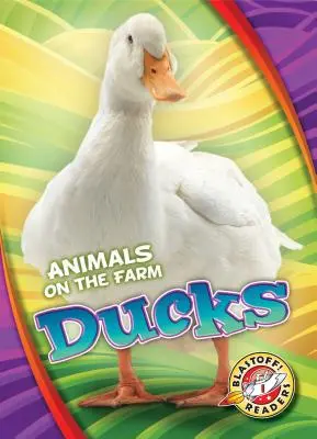 Kachny - Ducks