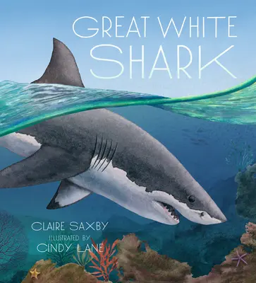 Velký bílý žralok - Great White Shark