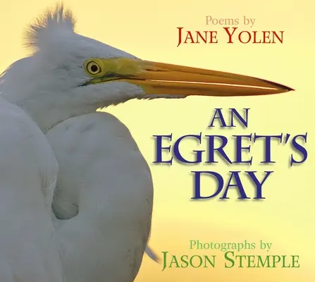 Den volavky popelavé - An Egret's Day
