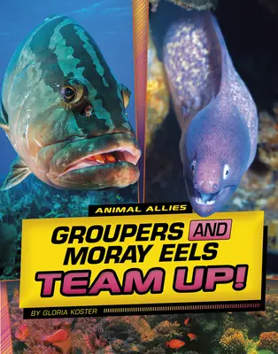 Skupiny úhořů a murén se spojily! - Groupers and Moray Eels Team Up!