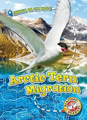 Migrace rybáků polárních - Arctic Tern Migration