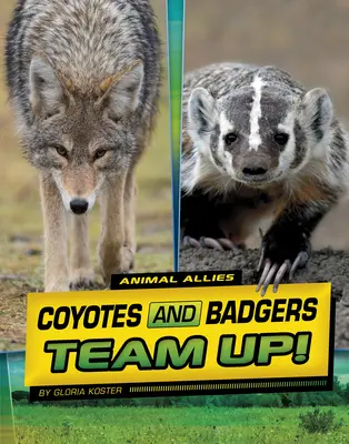 Kojoti a jezevci spolupracují! - Coyotes and Badgers Team Up!