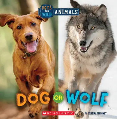 Pes nebo vlk (Divoký svět: Domácí zvířata a divoká zvířata) - Dog or Wolf (Wild World: Pets and Wild Animals)