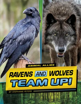 Havrani a vlci se spojili! - Ravens and Wolves Team Up!