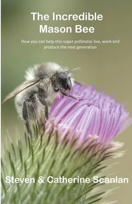 Neuvěřitelná zednářská včela - Incredible Mason Bee