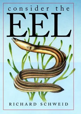 Zvažte úhoře - Consider the Eel