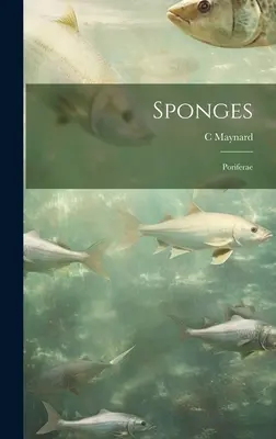Houby; Poriferae - Sponges; Poriferae