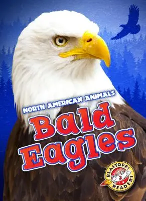 Orli bělohlaví - Bald Eagles