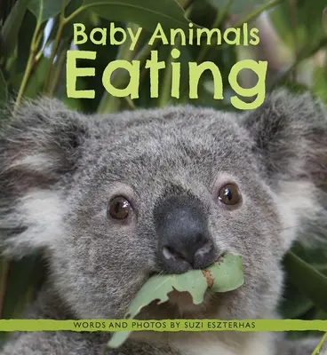 Mláďata zvířat při jídle - Baby Animals Eating