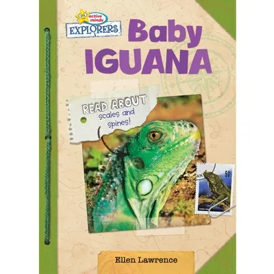 Malý leguán - Baby Iguana