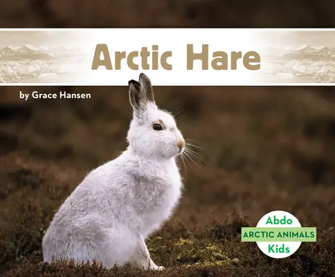 Zajíc arktický - Arctic Hare
