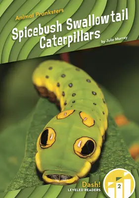 Housenky vlaštovčího ocásku kořenového (Spicebush Swallowtail) - Spicebush Swallowtail Caterpillars