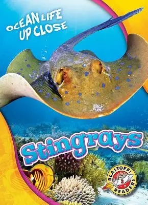 Rejnoci - Stingrays