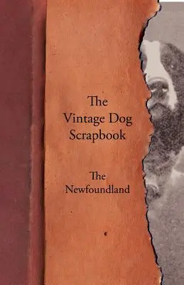 The Vintage Dog Scrapbook - Novofundlanďan - The Vintage Dog Scrapbook - The Newfoundland