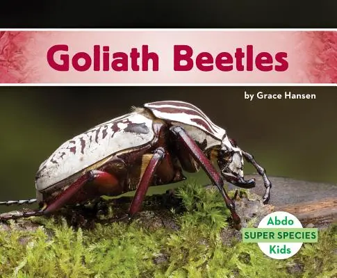 Brouci goliáši - Goliath Beetles