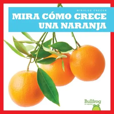 Mira Como Crece Una Naranja (Sledujte, jak roste pomeranč) - Mira Como Crece Una Naranja (Watch an Orange Grow)