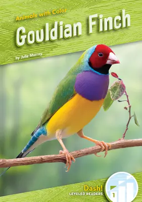 Pěnkava gouldská - Gouldian Finch