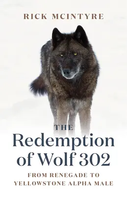 Vykoupení vlka 302: Z odpadlíka alfa samcem v Yellowstonu - The Redemption of Wolf 302: From Renegade to Yellowstone Alpha Male